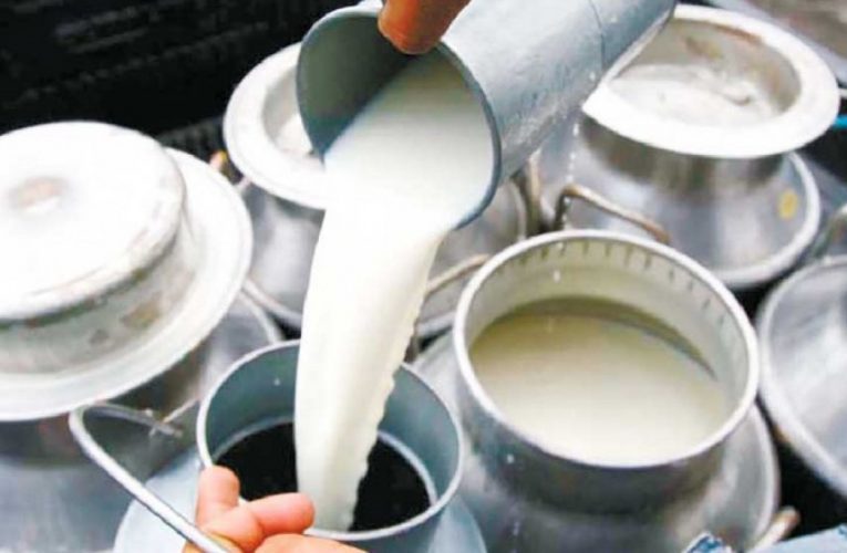चितवनमा दूधले मूल्य नपाउँदा किसान निराश