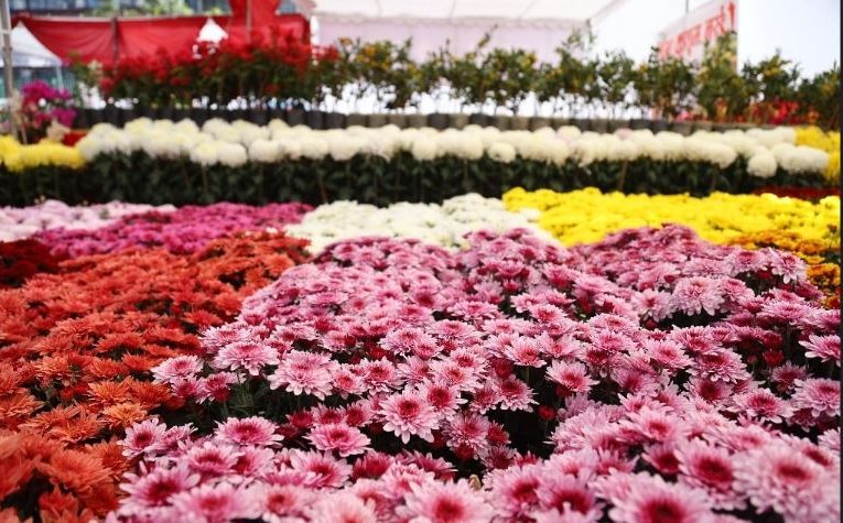 गोदावरी फूलको प्रतियोगितात्मक प्रदर्शनी जावलाखेलमा (फोटोफिचर)